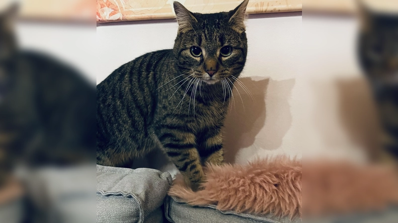 Zugunsten des Bundes der Katzenfreunde findet am kommenden Sonntag, 30. November, ein Flohmarkt statt. (Foto: hw)