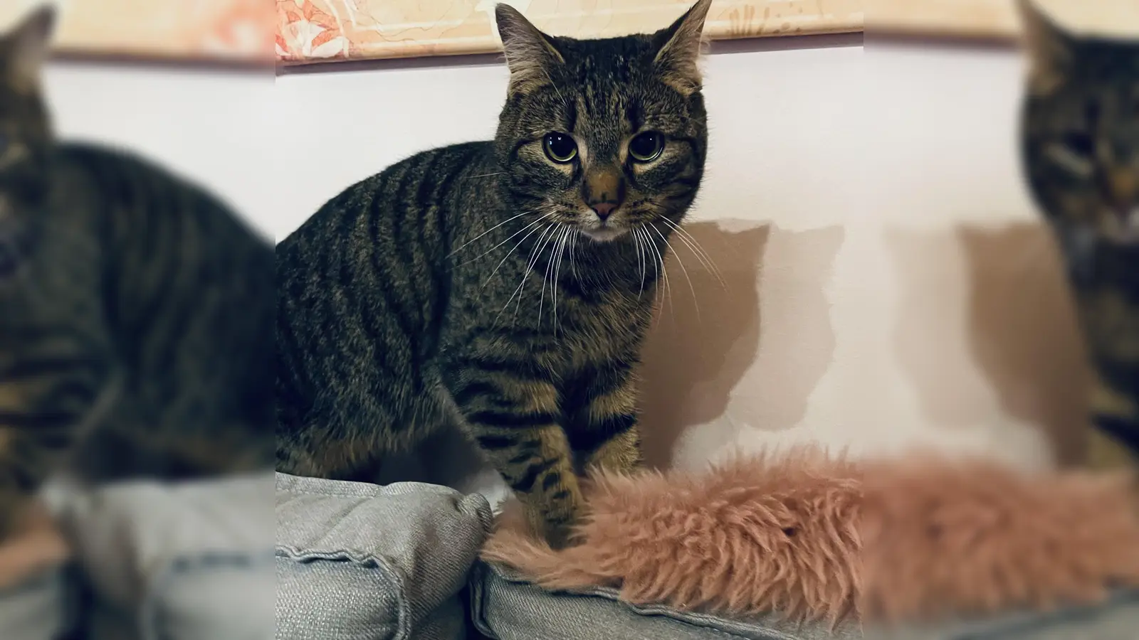 Zugunsten des Bundes der Katzenfreunde findet am kommenden Sonntag, 30. November, ein Flohmarkt statt. (Foto: hw)