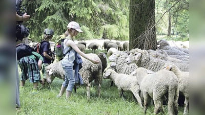 Erlebnisreiche Wochenenden mit den Schafen des Englischen Gartens erleben  bis 30. Juli.	 (Foto: VA)
