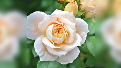 Mit der "Lions-Rose" bedankt sich der Lions Club bei allen Spendern. (Foto: VA)