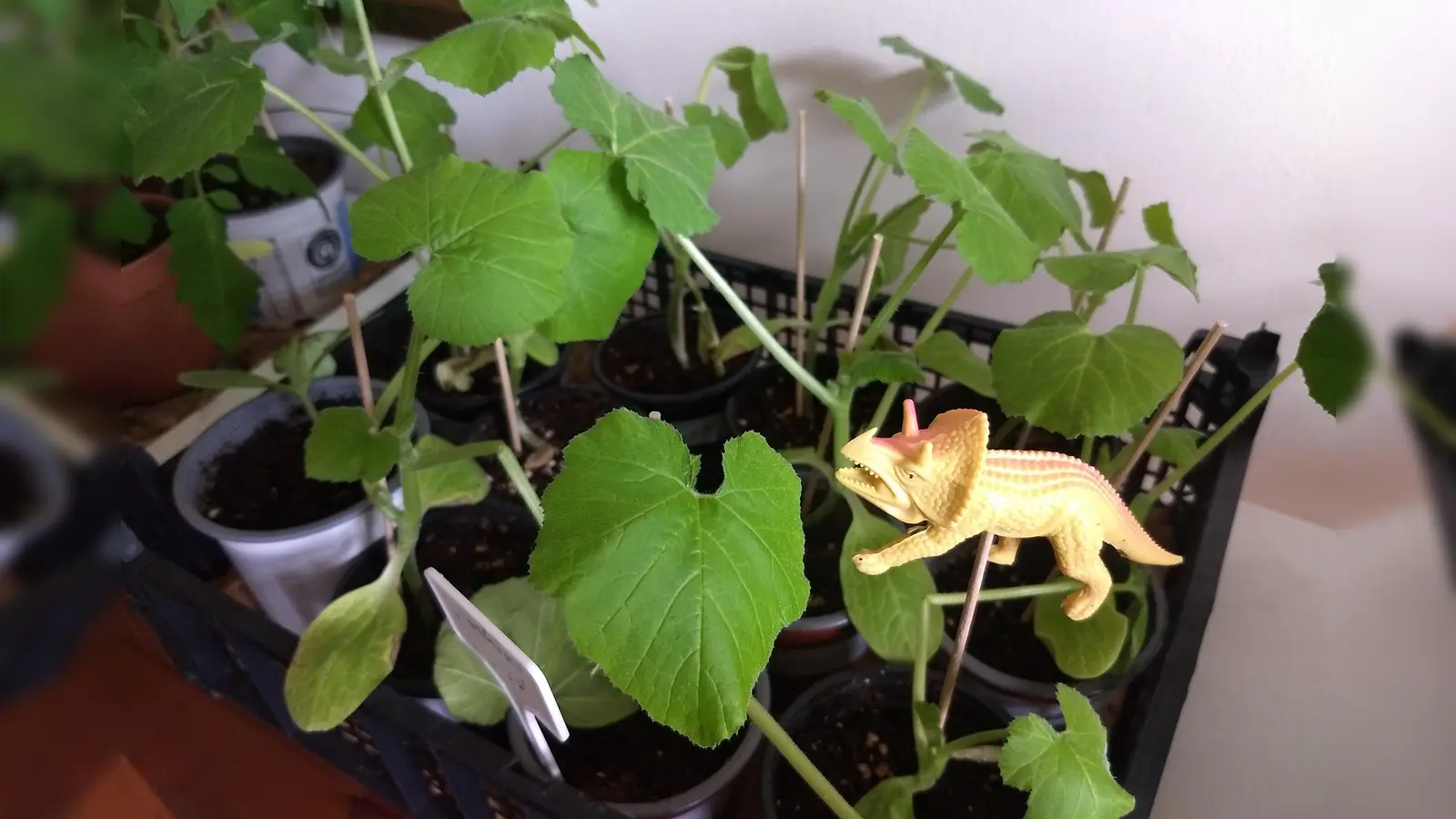 Vor den Laden von „laim_up“ in der Guido-Schneble-Straße 24 findet die Pflanzentauschbörse statt. (Foto: laim_up)