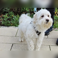 Sir James ist ein sportlicher, aktiver Malteser, der gerne spielt und die Nähe seiner Bezugspersonen genießt. (Foto: Tierheim Riem)