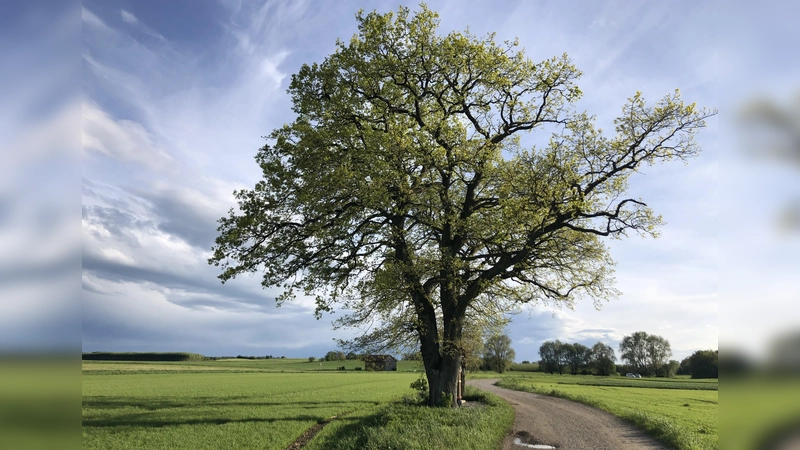 Schöne Bäume wie diese Eiche brauchen ab und an einen Pflegeschnitt.  (Foto: pst)