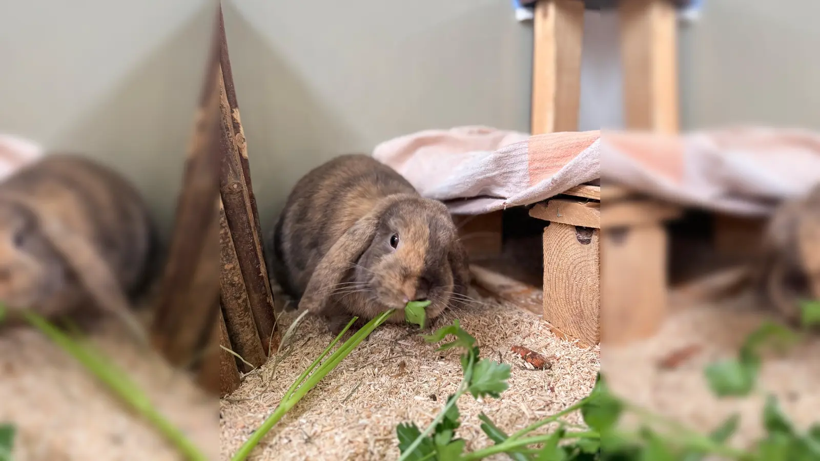 Charakterlich ist Mocca sehr zutraulich, neugierig und offen. (Foto: Tierheim Riem)
