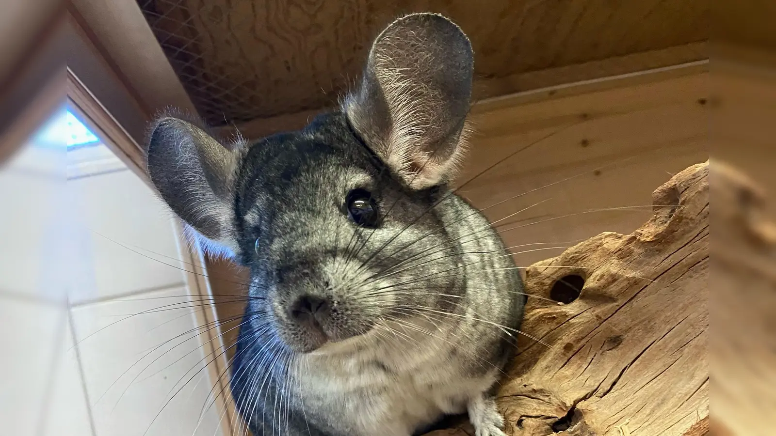 Chinchilla Buzz ist nachtaktiv. (Foto: Tierheim Riem)