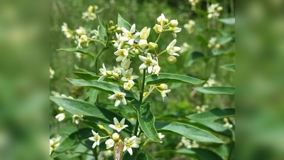 Früher wurde Schwalbenwurz in der Heilkunde als harn- und schweißtreibendes Mittel verwendet.  (Foto: CC BY-SA 3.0)