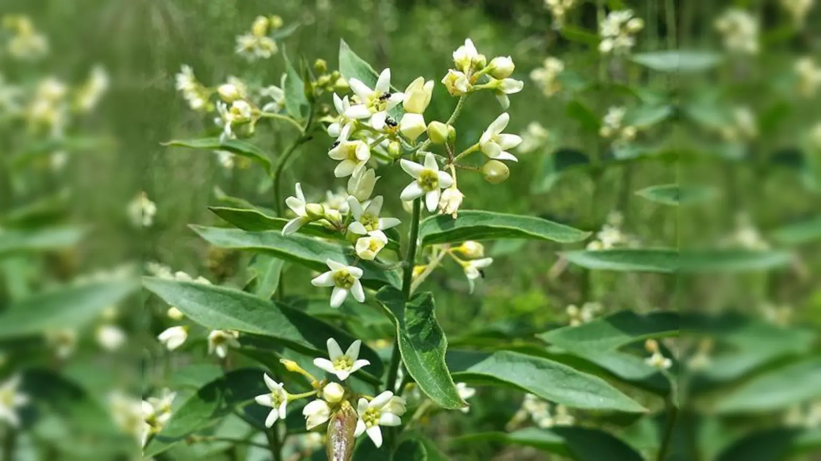 Früher wurde Schwalbenwurz in der Heilkunde als harn- und schweißtreibendes Mittel verwendet.  (Foto: CC BY-SA 3.0)