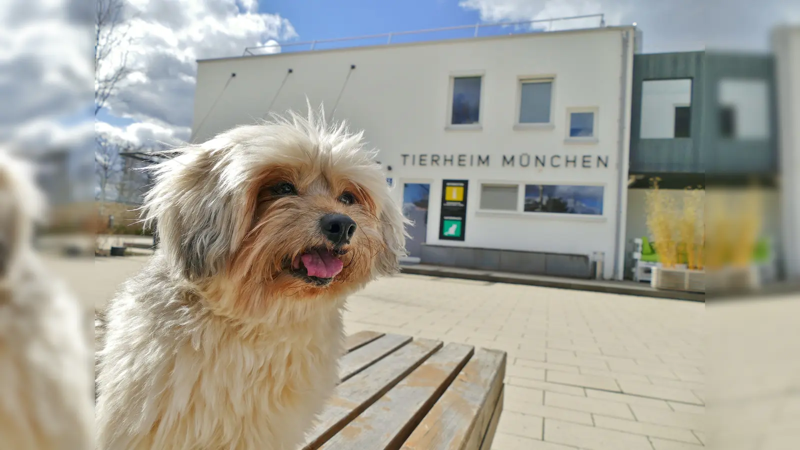 Die Zahl der Tiere, die vom Tierheim München betreut werden, steigt kontinuierlich.  (Foto: Tierschutzverein München)