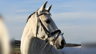 Hoch zu Ross kommt St. Martin an seinem Namenstag zur Erlöserkirche. (Symbolb.: dek)