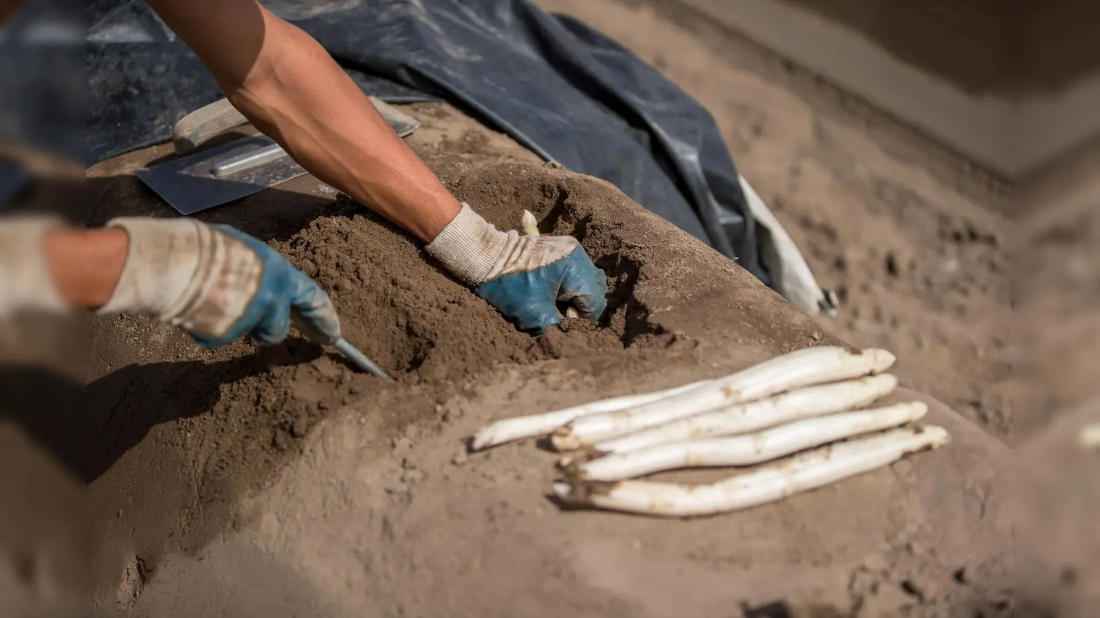Unser Konsumverhalten entscheidet. Bei Spargel aus regionalem Anbau, der frisch nach der Ernte ohne lange Transportwege auf den Teller kommt, stimmt die Ökobilanz. (Foto: GMH/VSSE)