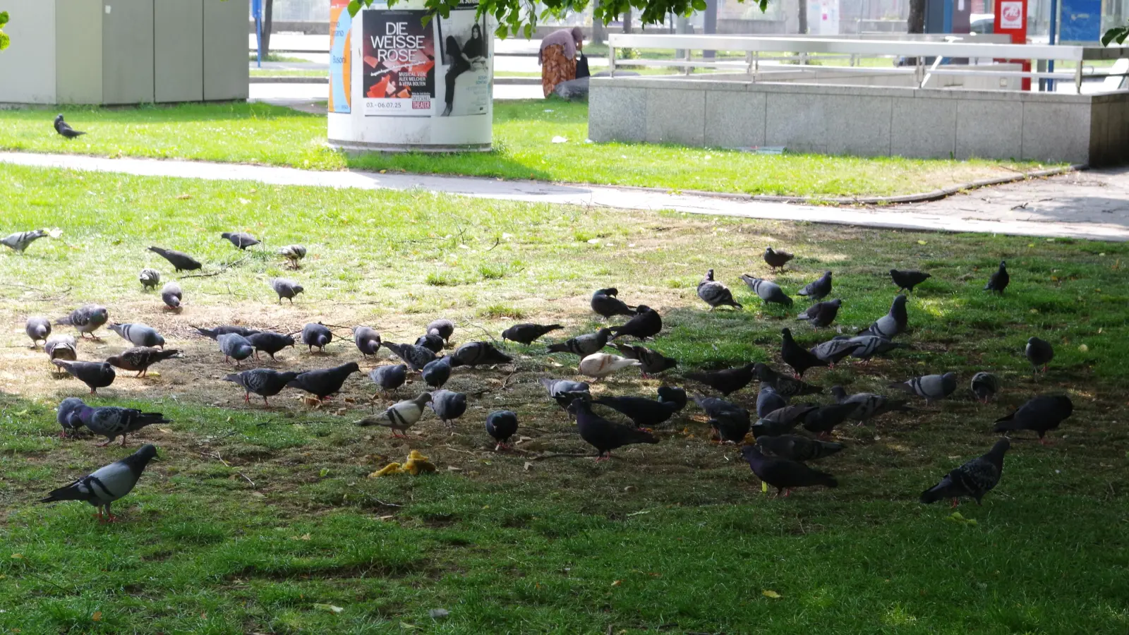 An der U-Bahnstation „Westendstraße“ wird regelmäßig Futter ausgelegt, was zahlreiche Tauben anlockt. (Foto: kö)