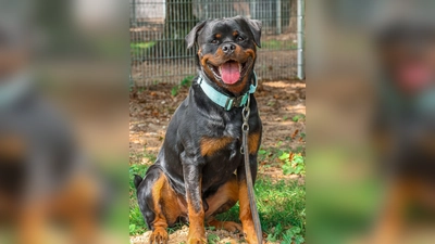 Rottweiler Smartie wurde am 2.September 2021 geboren. (Foto: Tierheim Riem)