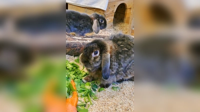 Satin-Kaninchen-Duo. (Foto: Tierheim Riem)