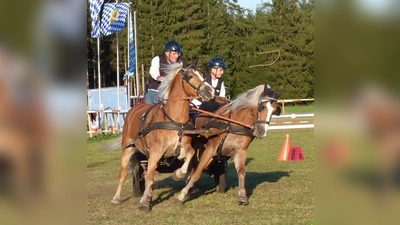Erwin März (mehrfacher schwäbischer Meister) mit seinen schnellen Edelbluthaflingern  (Foto: H.- P. Junginger)