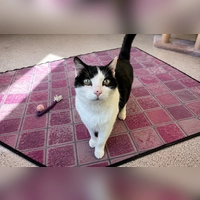 Miu Miu ist verschmust, menschenbezogen, verspielt und temperamentvoll. (Foto: Tierheim Riem)