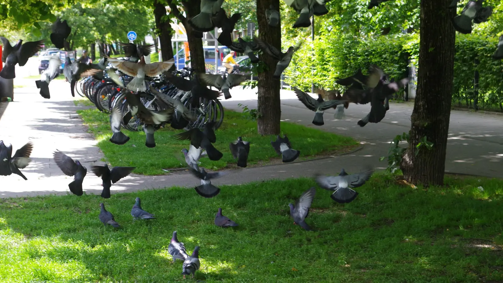 Vielerorts lockt ausgestreutes Futter Tauben an.  (Foto: Beatrix Köber)