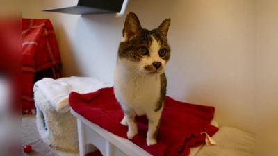 Dumbo sucht ein ruhiges Zuhause in reiner Wohnungshaltung. (Foto: Tierheim Riem)