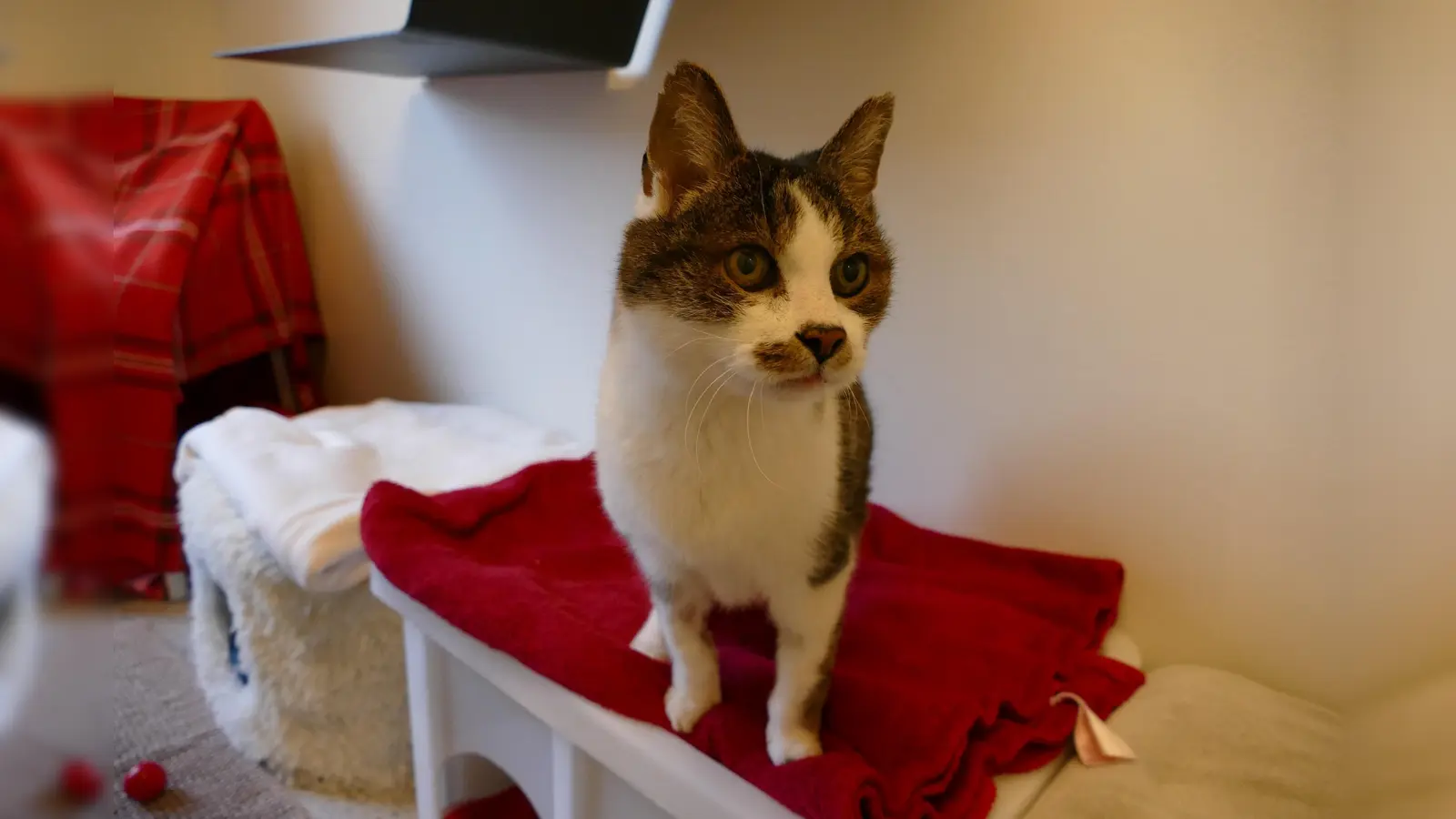 Dumbo sucht ein ruhiges Zuhause in reiner Wohnungshaltung. (Foto: Tierheim Riem)