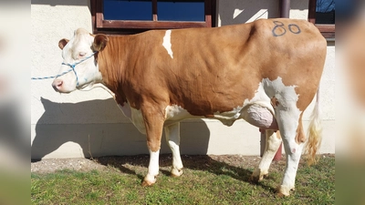 Beim Zuchtviehmarkt können die Käufer aus einem breiten Angebot das passende Tier für sich heraussuchen (Foto: Weilheimer Zuchtverbände e.V.)