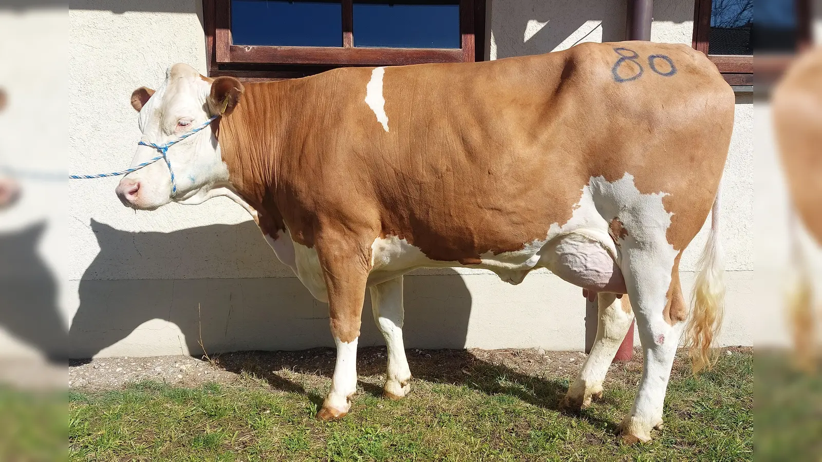 Beim Zuchtviehmarkt können die Käufer aus einem breiten Angebot das passende Tier für sich heraussuchen (Foto: Weilheimer Zuchtverbände e.V.)