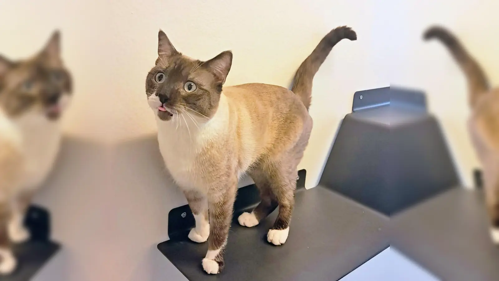 Der temperamentvolle Siam-Mix Kater Jasper freut sich auf ein neues Zuhause. (Foto: Andrea Huber)