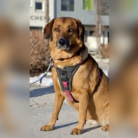 Mischlingshündin Lola. (Foto: Tierheim Riem)