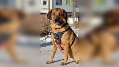 Mischlingshündin Lola. (Foto: Tierheim Riem)