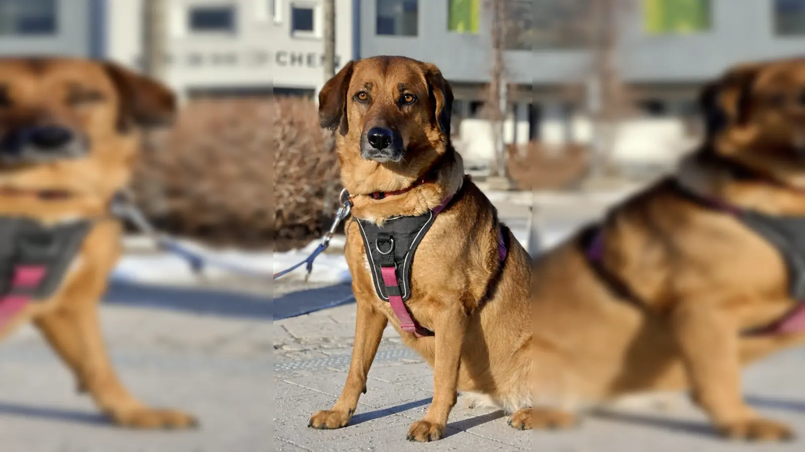 Mischlingshündin Lola. (Foto: Tierheim Riem)