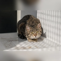 Valentina benötigt Menschen mit Erfahrung und Geduld. (Foto: Tierheim Riem)