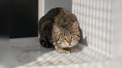 Valentina benötigt Menschen mit Erfahrung und Geduld. (Foto: Tierheim Riem)