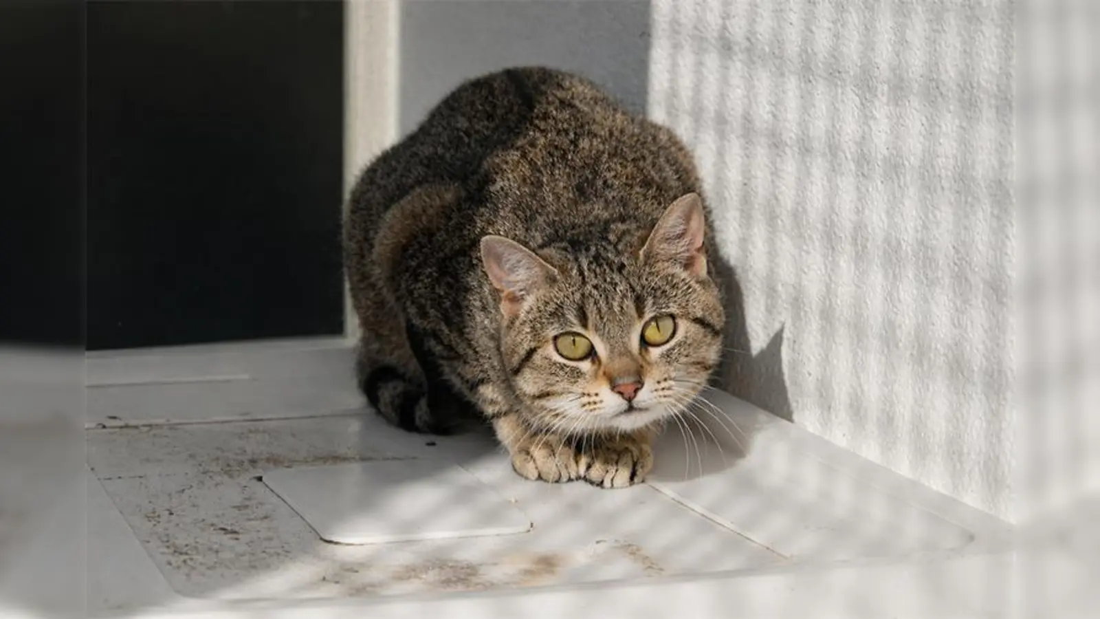 Valentina benötigt Menschen mit Erfahrung und Geduld. (Foto: Tierheim Riem)