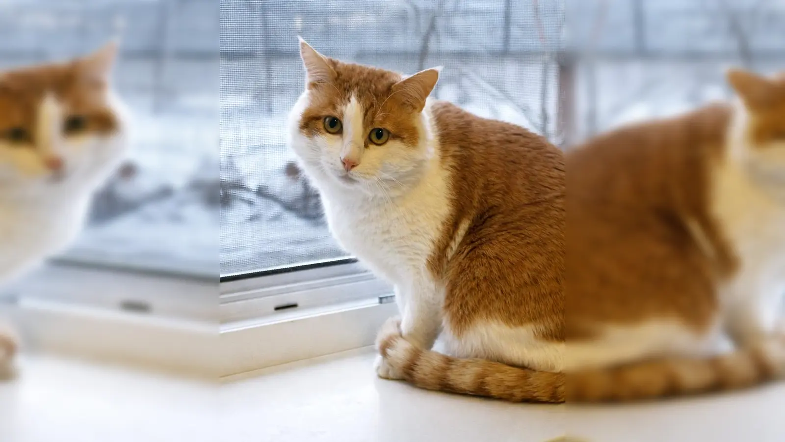 Fozzybear braucht ein ruhiges Zuhause. (Foto: Tierheim Riem)