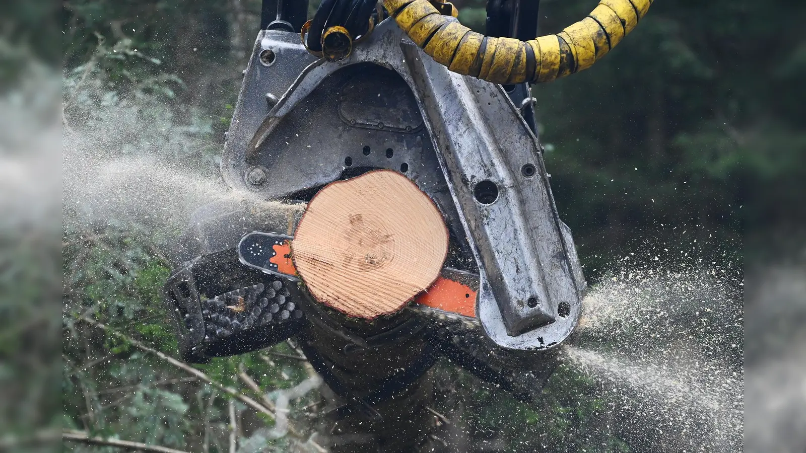 Die ersten Arbeiten für die Windräder werden im Höhenkirchner Forst sichtbar. Geht alles glatt, stehen die Windräder Mitte 2025.  (Foto: Energieagentur Ebersberg-München)