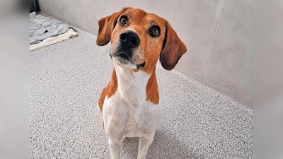 Der Beagle-Mix Jack ist ein ausgesprochen offener, freundlicher und neugieriger Hund, der Menschen sehr schnell ins Herz schließt. (Foto: Tierheim Riem)