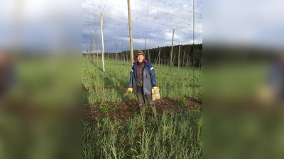 Wochenanzeiger-Redakeur Stefan Dohl berichtet von seinen Erfahrungen beim Hopfenanleiten in der schönen Hallertau.  (Foto: privat)