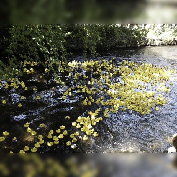 Auf die Ente fertig los: Beim Entenrennen des Lions-Club Blutenburg gingen wieder Hunderte Enten an den Start. (Foto: Lions-Club)