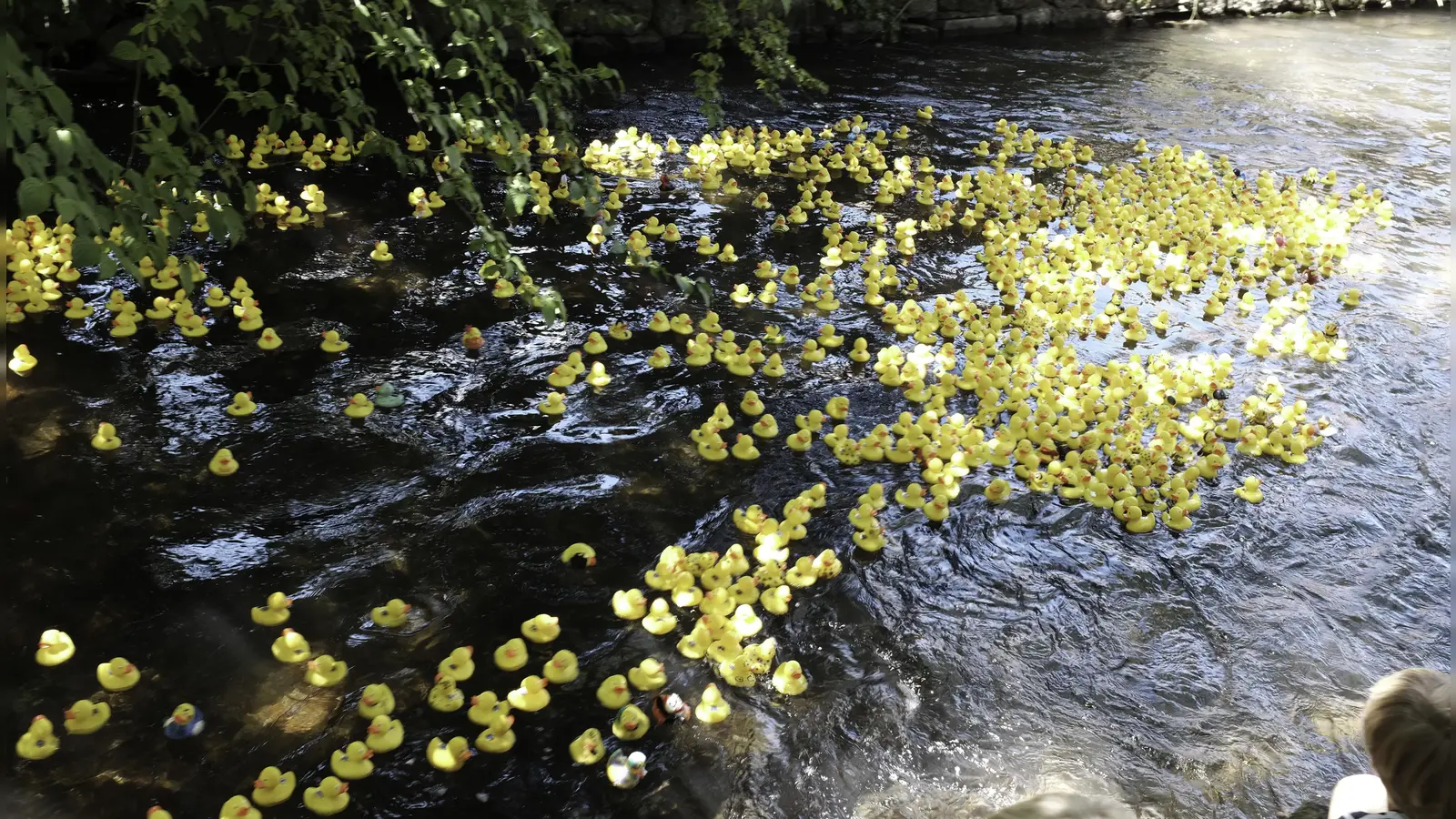 Auf die Ente fertig los: Beim Entenrennen des Lions-Club Blutenburg gingen wieder Hunderte Enten an den Start. (Foto: Lions-Club)