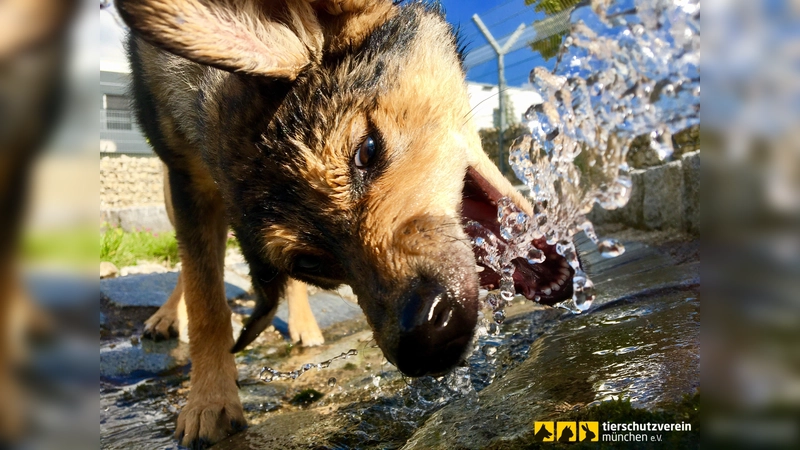 Im Sommer ist Wasser eine schöne und spaßige Abkühlung für die Einwohner des Tierheims. (Foto: Tierschutzverein München e.V.)