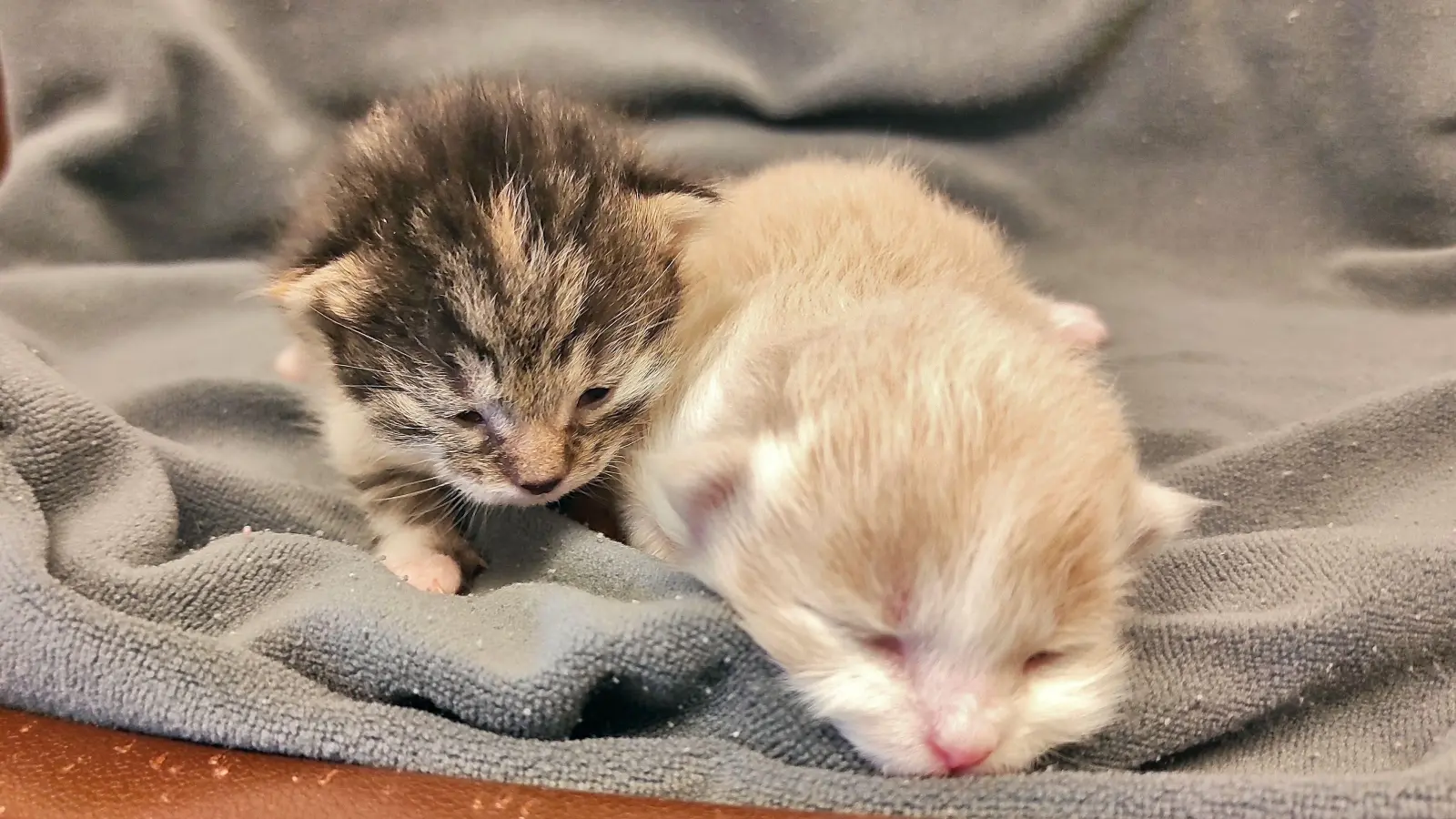Perlas überlebende Kitten mit noch verschlossenen Augen. (Foto: Tierschutzverein München e.V.)