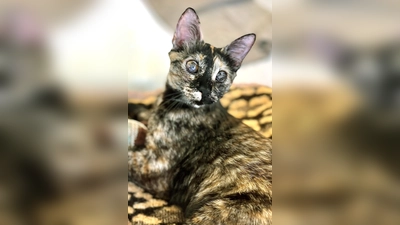 Europäisch Kurzhaar Katze Miamor. (Foto: Tierheim Riem)