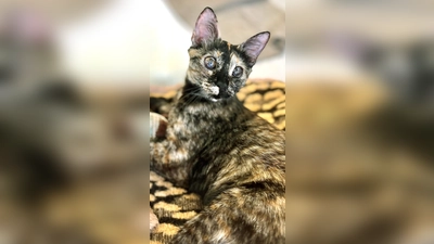 Europäisch Kurzhaar Katze Miamor. (Foto: Tierheim Riem)