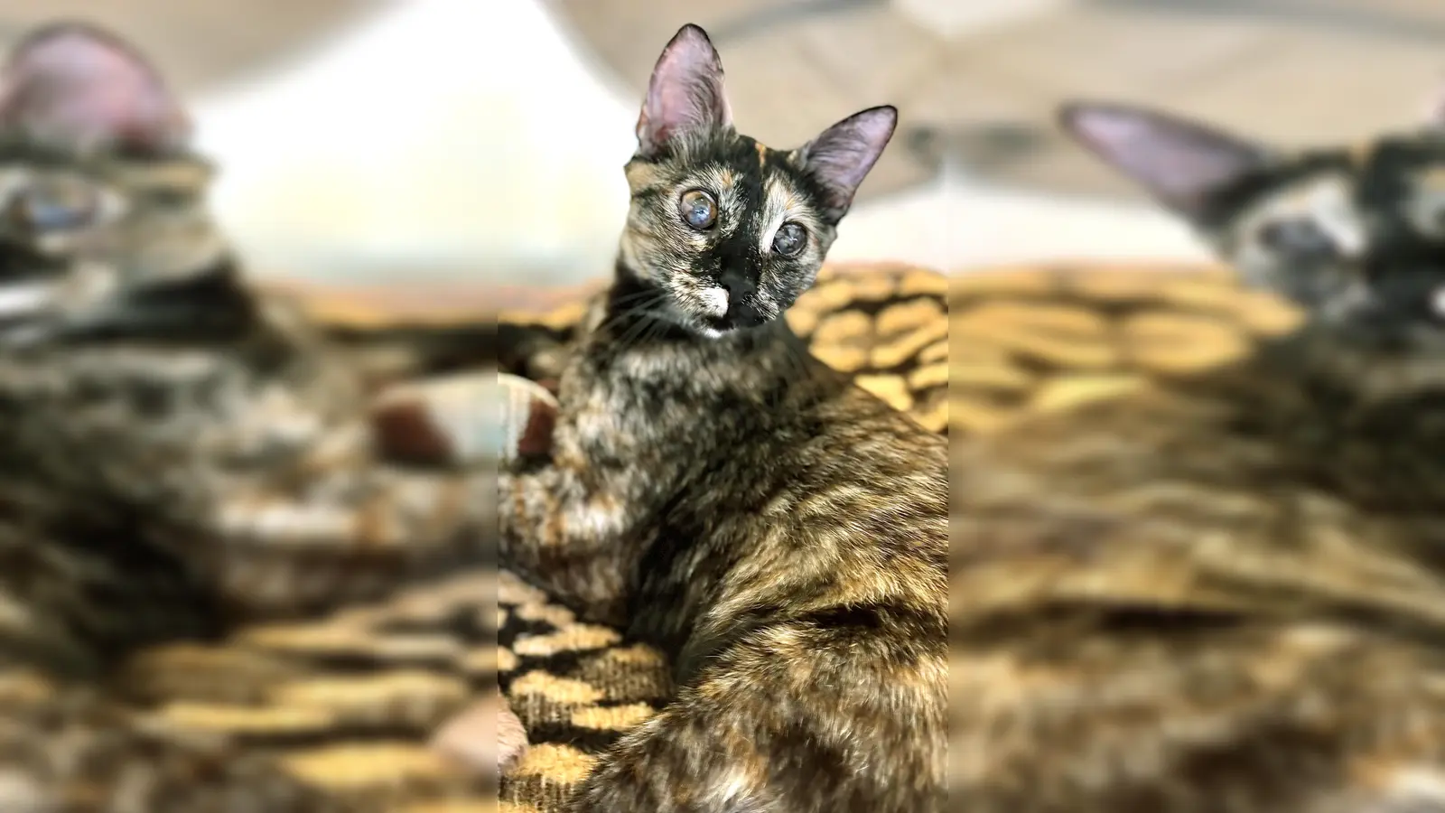 Europäisch Kurzhaar Katze Miamor. (Foto: Tierheim Riem)