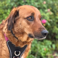 Die Mischlingshündin Lola ist sehr sensibel und würde sich über einen ruhigen, reizarmen Platz freuen. (Foto: Tierheim Riem)