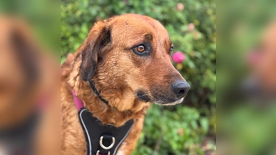 Die Mischlingshündin Lola ist sehr sensibel und würde sich über einen ruhigen, reizarmen Platz freuen. (Foto: Tierheim Riem)