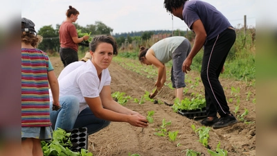 Die Solawi beliefert seit kurzem auch Waldperlach mit ihren Produkten.  (Foto: Hedwig Unterhitzenberger)