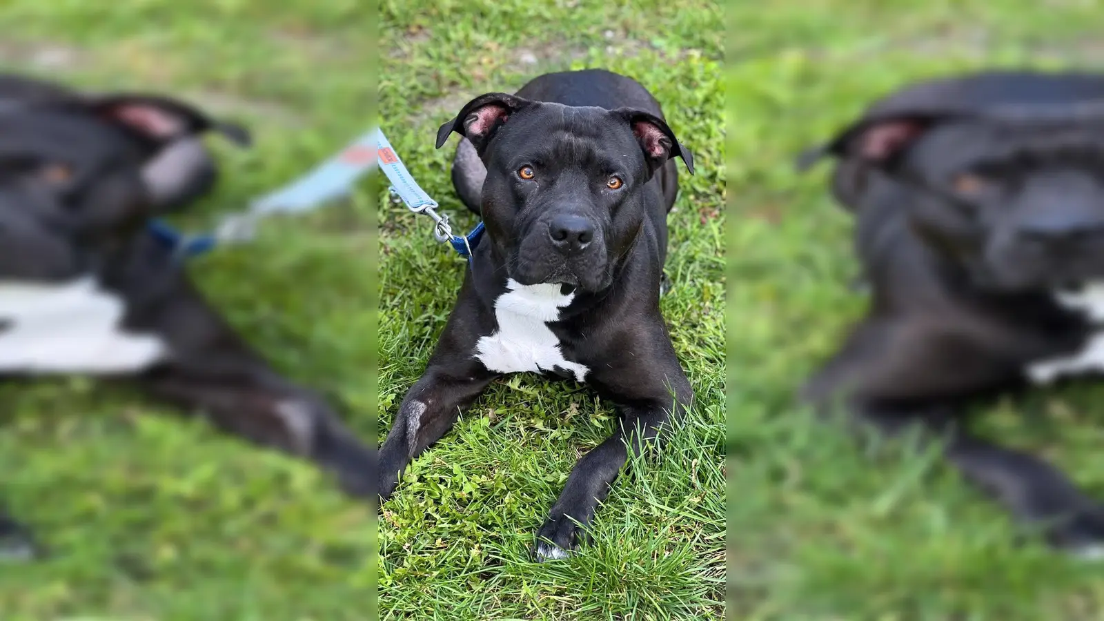 Mia – freundliche und aufgeschlossene Hündin sucht ihr Zuhause. (Foto: Tierheim Riem)