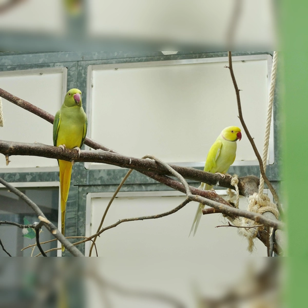 Die beiden Halsbandsittiche „Bailee” und „Borb”suche ein gemeinsames neues Zuhause. (Foto: Tierheim Riem)