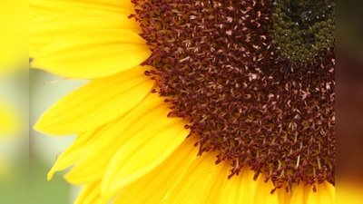 Lisa Tech: Foto einer Sonnenblume (Foto: Lisa Tech)