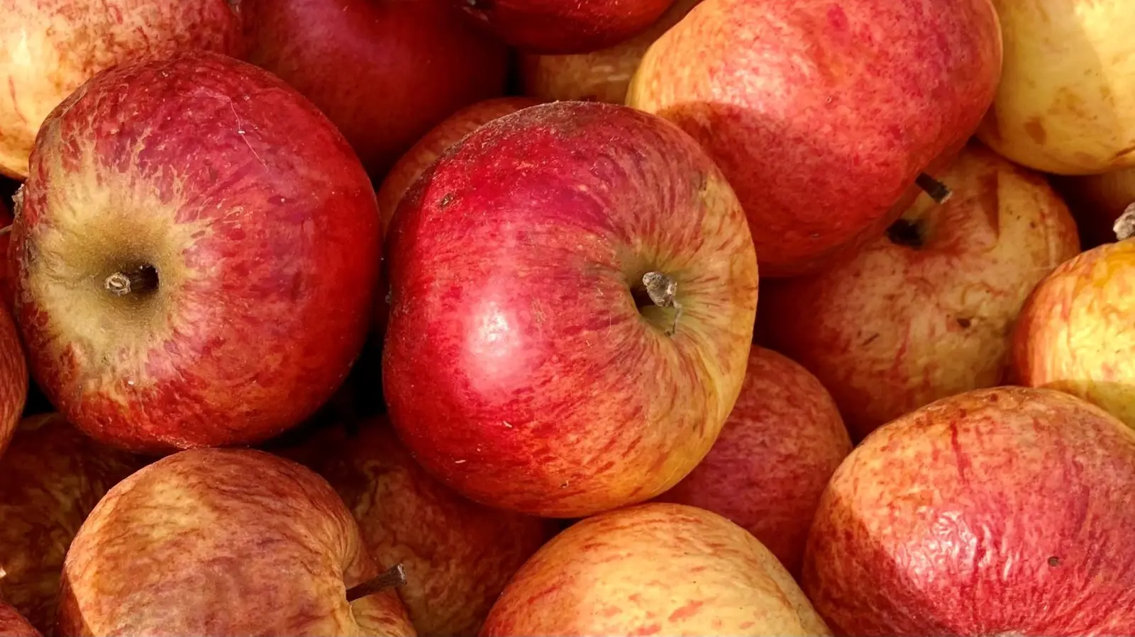 Die Streuobstaktion soll dabei helfen, alte Sorten wie beispielsweise den Paradiesapfel zu erhalten. (Foto: Johann-Christian Hannemann)