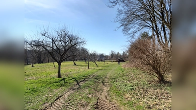 Blick auf die aktuelle Streuobstwiese, die künftig zur artenreichen Blühwiese wird (Foto: © Gemeinde Gauting)